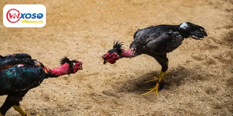 Mẹo chơi hiệu quả