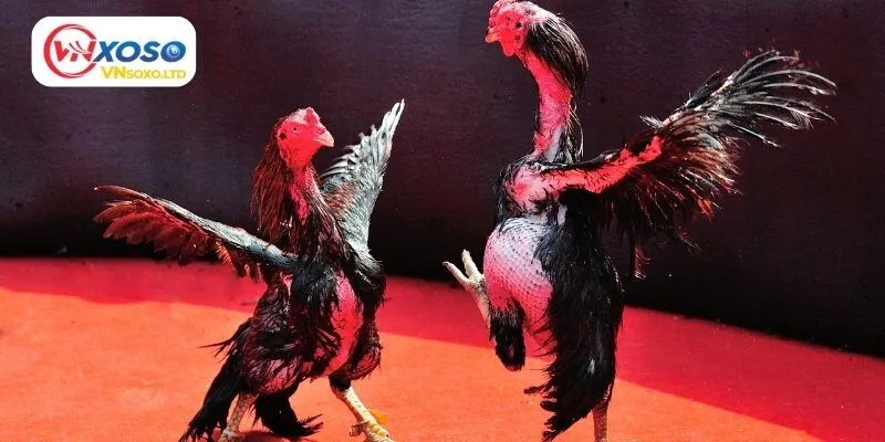 Vnxoso cung cấp nhiều kèo đá gà hấp dẫn